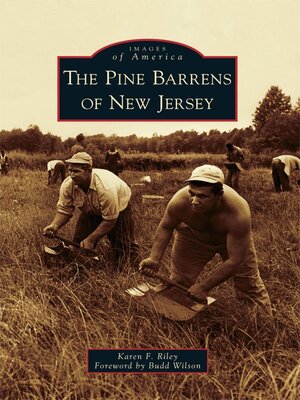cover image of The Pine Barrens of New Jersey